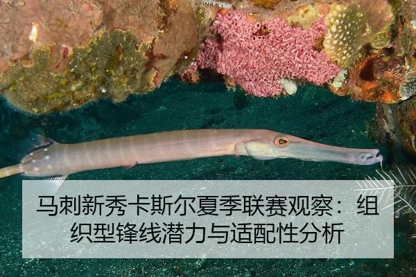 ma-ci-xin-xiu-ka-si-er-xia-ji-lian-sai-guan-cha-zu-zhi-xing-feng-xian-qian-li-yu-shi-pei-xing-fen-xi-3-653.jpg